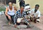 मळगाव येथे अंगणात आढळली ४ फूट लांबीची मगर