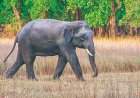 'ओंकार' हत्तीचा इन्सुलीत हैदोस; हल्ल्यात म्हैस ठार....वासरू गंभीर जखमी....शेतकऱ्याचे लाखाचे नुकसान