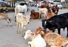 मालवणमध्ये मोकाट गुरांचा बंदोबस्त.....नगरपरिषदेची धडक कारवाई