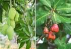 हवामान बदलाचा फटका.....आंबा-काजू बागांचे कीड व रोगांपासून रक्षण करण्यासाठी कृषी विद्यापीठाचे आवाहन