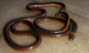 तुळस येथे आढळला अतिदुर्मिळ कॅस्ट्रोज कोरल साप.