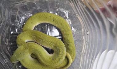 दांडेली येथे आढळला हिरव्या गवत्या साप.