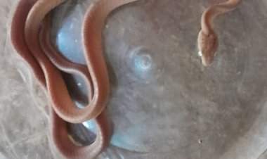 तुळस मध्ये आढळला नीम विषारी फोस्ट्रेन कॅट स्नेक.