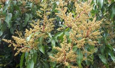 ढगाळ हवामानात कशी घेणार आंबा पिकाची काळजी?  प्रादेशिक फळ संशोधन केंद्राने दिला महत्वाचा सल्ला.