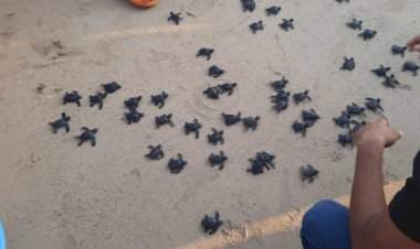 मिठमुंबरी- बागवाडी बीचवर ११८ ऑलिव्ह रिडले कासवांच्या पिल्लांना जीवदान.