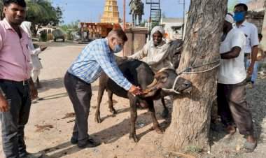 पशुधनाचे ईअर टॅगिंग १ जूनपासून बंधनकारक.