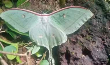 लांजा तालुक्यात साटवली येथे आढळले अमेरिकन फुलपाखरू.