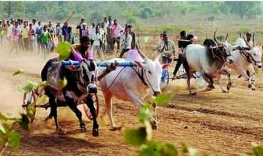 देवरुख येथे १० एप्रिल रोजी रत्नसिंधू महाराष्ट्र केसरी बैलगाडा स्पर्धा.....खासदार नारायण राणे यांच्या वाढदिवसानिमित्त आयोजन