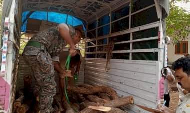 खैराची तस्करी करणारा टेम्पो जप्त