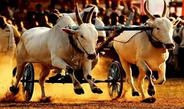 सावंतवाडी आजगाव येथे १७ मे रोजी बैलगाडा शर्यत स्पर्धेचे आयोजन