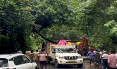 आंबोली घाटात झाड कोसळल्यामुळे दीड तास वाहतूक ठप्प