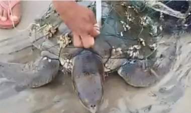 मालवण समुद्रकिनारी आढळले दुर्मिळ लोगरहेड समुद्री कासव
