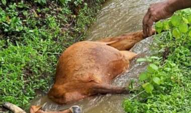 वेंगुर्ले येथे विद्युतभारित तारेचा स्पर्श झाल्याने गायीचा मृत्यू