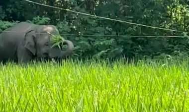 हत्ती पाहण्यासाठी गर्दी करू नका, सुरक्षितता पाळा......वनविभागाचा इशारा