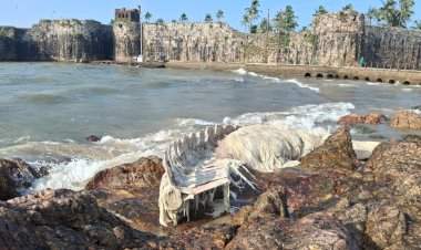 किल्ले सिंधुदुर्गलगत खडकांवर १७ फूट शार्कचा कुजलेला सांगाडा!......समुद्र खवळल्याने विल्हेवाटीची अडचण