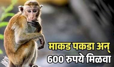 वानर-माकड पकडा आणि  ६०० रुपये मिळवा.....कोकणात माकडांचा उपद्रव वाढल्याने शासनाचा मोठा निर्णय