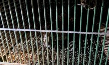 कास दाभाळवाडीत वनविभागाकडून बिबट्या जेरबंद