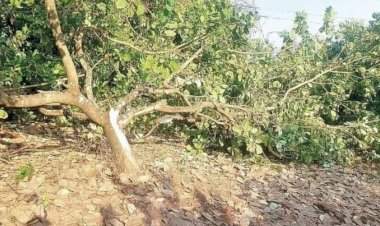 हत्तींच्या हल्ल्यातून सुदैवानेच बचावले शेतकरी....घोटगे गावातील घटना.....काजू बागेत कामासाठी गेलेल्या शेतकऱ्यांसमोर काळाचा थरार