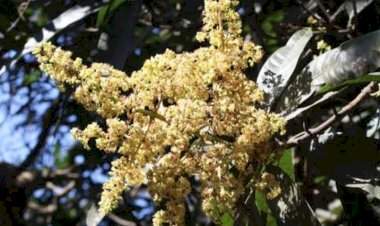 सिंधुदुर्गात अवकाळीच्या हलक्या सरी.....आंबा, काजू बागायतदारांची चिंता वाढली