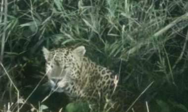 हनुमंत गडावर बिबट्याचे दर्शन, परिसरात भीतीचे वातावरण