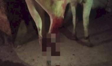 वाफोली - इन्सुली सीमेवर मगरीच्या हल्ल्यात बैल जखमी.....योग्य तो बंदोबस्त करण्याची ग्रामस्थांची मागणी