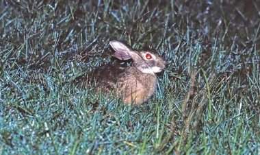 तब्बल ४० वर्षांनंतर दिसला दुर्मीळ 'हैनान ससा'