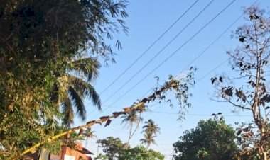 वेंगुर्ला बसस्थानकाजवळ ‘हाय व्होल्टेज’ बांबूची चर्चा! 