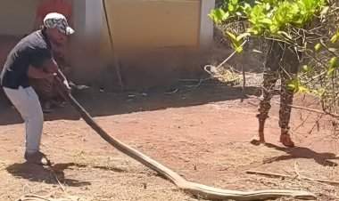 सावंतवाडी तालुक्यात दिसला 'किंग कोब्रा'  मोर्ले येथे दुसऱ्या सापांचा रेस्क्यू; वन विभागाने नैसर्गिक अधिवासात सोडले