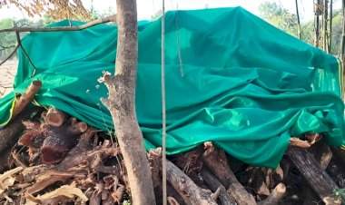 निरवडेत विनापरवाना खैर लाकूड जप्त,  एक जण ताब्यात; सावंतवाडी वनविभागाची कारवाई