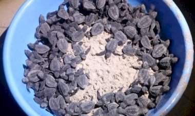 वायरी भूतनाथ किनाऱ्यावर ९५ कासव पिल्लांचा जन्म