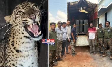 मालवणच्या बुधवळेत विहिरीत पडलेल्या बिबट्याची वनविभागाकडून सुटका