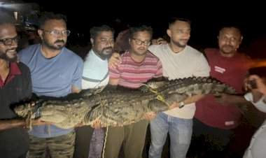 झाराप-कामळेवीर परिसरात सात फुट लांबीची मगर जेरबंद