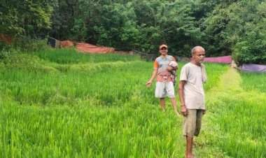 मळगाव ब्राह्मणआळीत रानगव्यांचा धुमाकूळ......शेतकऱ्यांची भातशेती उद्ध्वस्त....हवालदिल शेतकऱ्यांचा वन विभागाला आंदोलनाचा इशारा