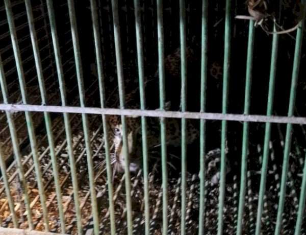 कास दाभाळवाडीत वनविभागाकडून बिबट्या जेरबंद