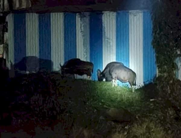 सावंतवाडी शहरात गव्यांचे दर्शन