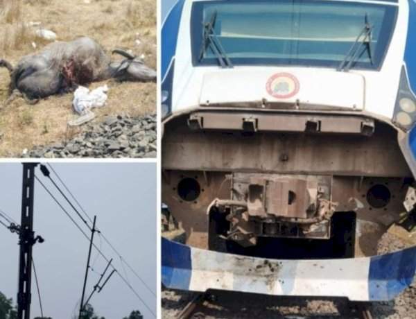 वंदेभारत एक्स्प्रेसची गुरांना धडक