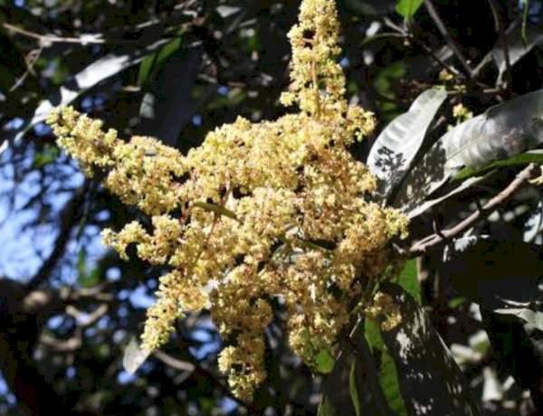 सिंधुदुर्गात अवकाळीच्या हलक्या सरी.....आंबा, काजू बागायतदारांची चिंता वाढली