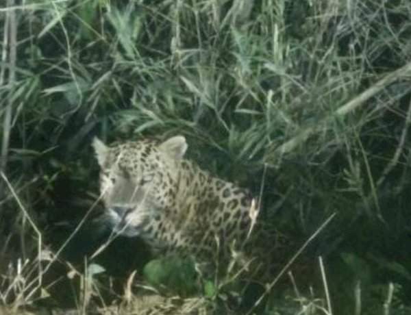 हनुमंत गडावर बिबट्याचे दर्शन, परिसरात भीतीचे वातावरण