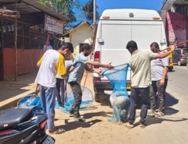 कणकवलीत भटक्या कुत्र्यांची पकड मोहीम सुरू