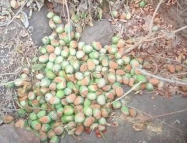 देवगड सौंदाळे सडा परिसरात आग!...आंबा बागायतदारांचे मोठे नुकसान