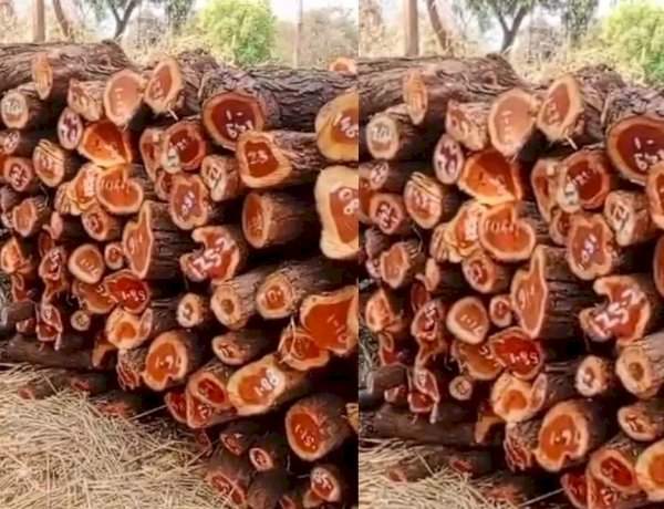 सोनुर्लीत सात ते आठ लाखांचा बेकायदेशीर खैर साठा जप्त