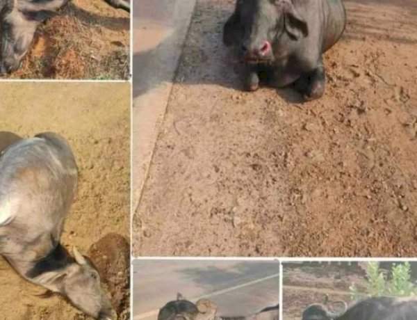 कासार्डेत अज्ञात वाहनाची म्हशींना धडक