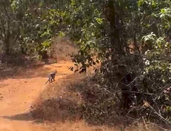 तळकट-कुंभवडे रस्त्यावर भरदिवसा बिबट्याचे दर्शन