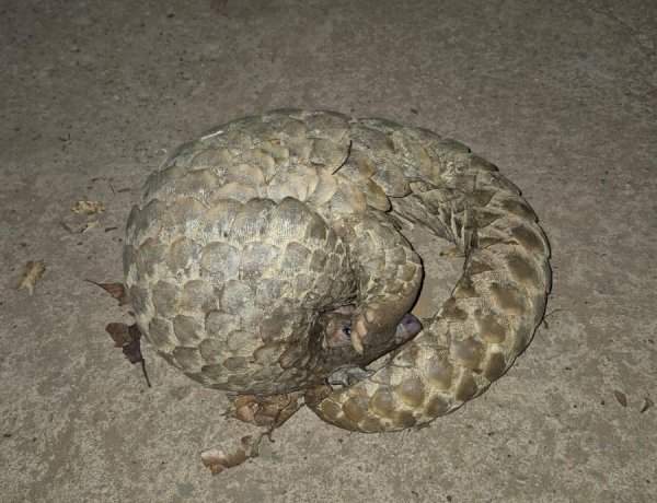 कुडाळ तालुक्यातील अणावमध्ये आढळले दुर्मिळ खवलेमांजर 