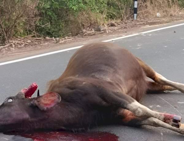 आंबोलीत अज्ञात वाहनाच्या धडकेत गव्याचा मृत्यू.....वन्यप्राण्यांच्या सुरक्षिततेचा प्रश्न ऐरणीवर