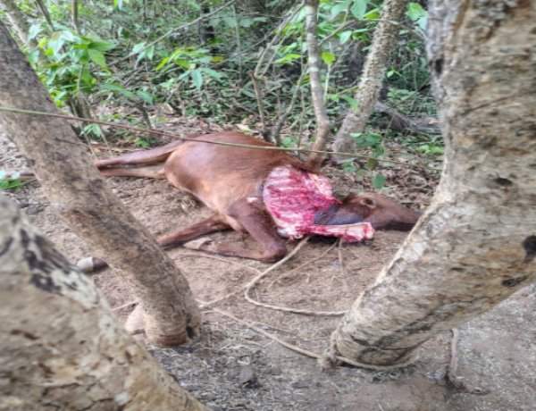 नेरूर येथे बिबट्याच्या हल्ल्यात बैल ठार