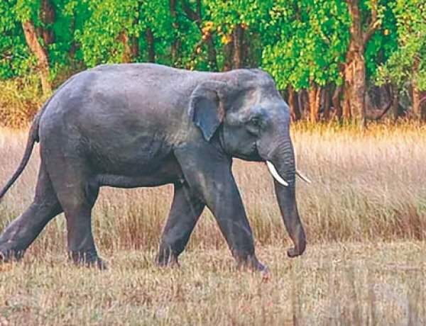 'ओंकार' हत्तीचा इन्सुलीत हैदोस; हल्ल्यात म्हैस ठार....वासरू गंभीर जखमी....शेतकऱ्याचे लाखाचे नुकसान
