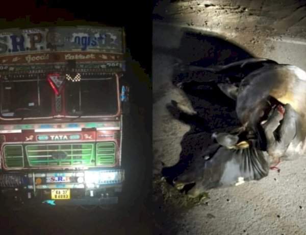 वझरे येथे ओव्हरलोड ट्रकखाली बैल चिरडला.....ग्रामस्थ आक्रमक....रात्रीची अवैध वाहतूक बंद करण्याची मागणी
