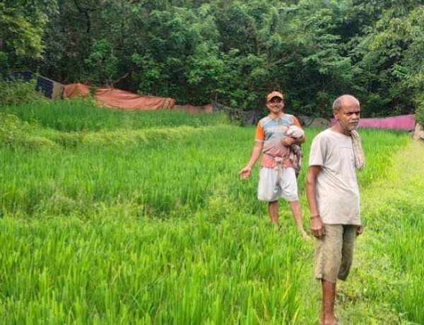 मळगाव ब्राह्मणआळीत रानगव्यांचा धुमाकूळ......शेतकऱ्यांची भातशेती उद्ध्वस्त....हवालदिल शेतकऱ्यांचा वन विभागाला आंदोलनाचा इशारा
