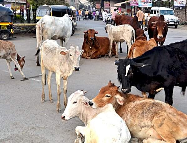 मालवणमध्ये मोकाट गुरांचा बंदोबस्त.....नगरपरिषदेची धडक कारवाई